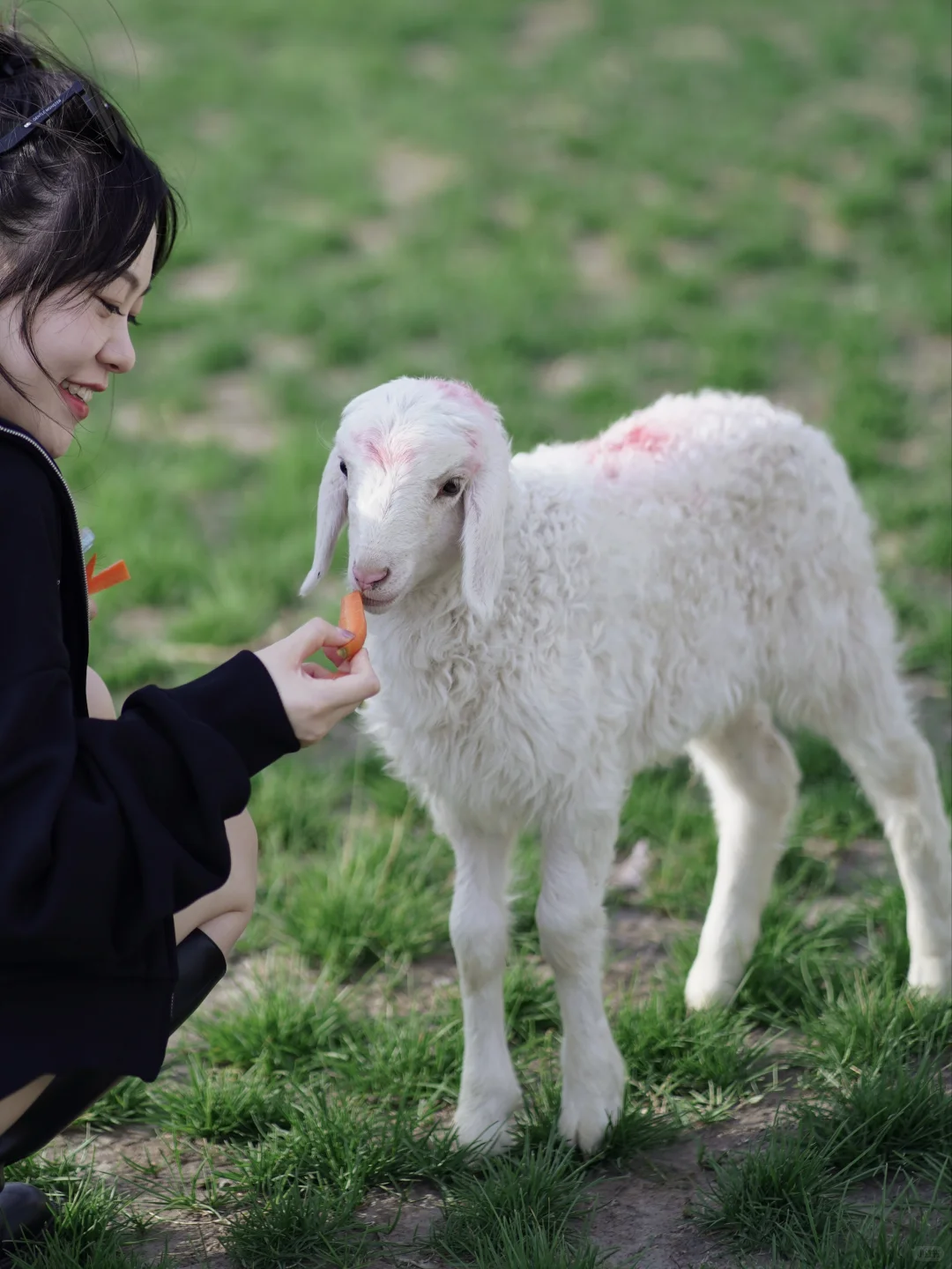 京郊1.5h草原小羊认领,谁能拒绝可爱羊咩咩