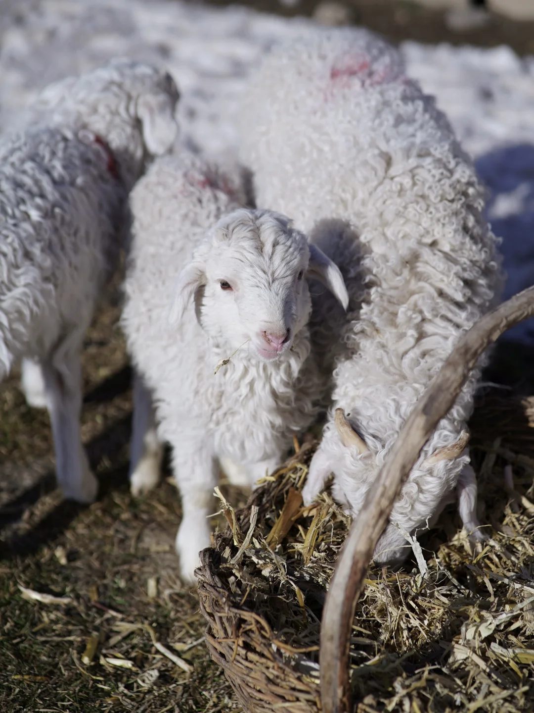 京郊1.5h草原小羊认领,谁能拒绝可爱羊咩咩