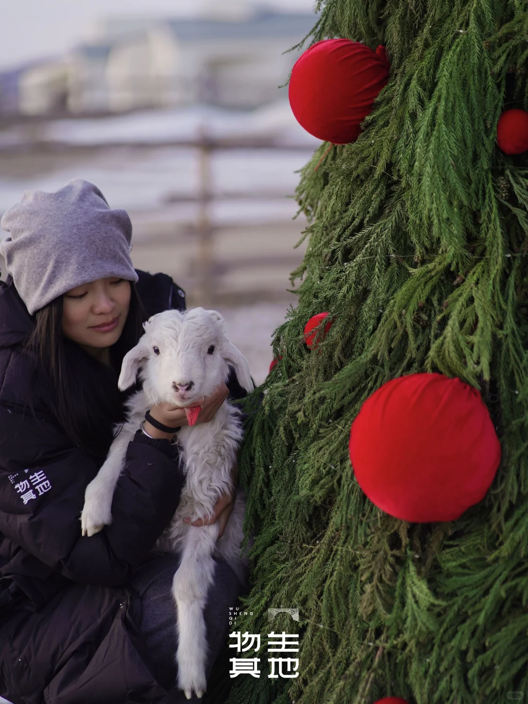 京郊1.5h草原小羊认领,谁能拒绝可爱羊咩咩