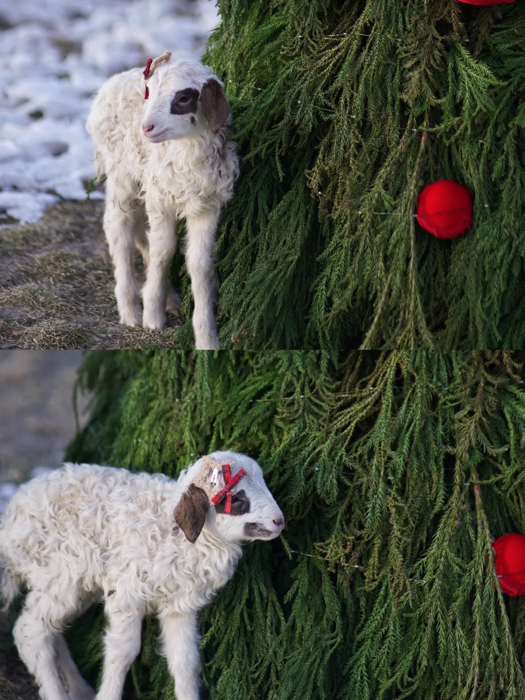 京郊1.5h草原小羊认领,谁能拒绝可爱羊咩咩