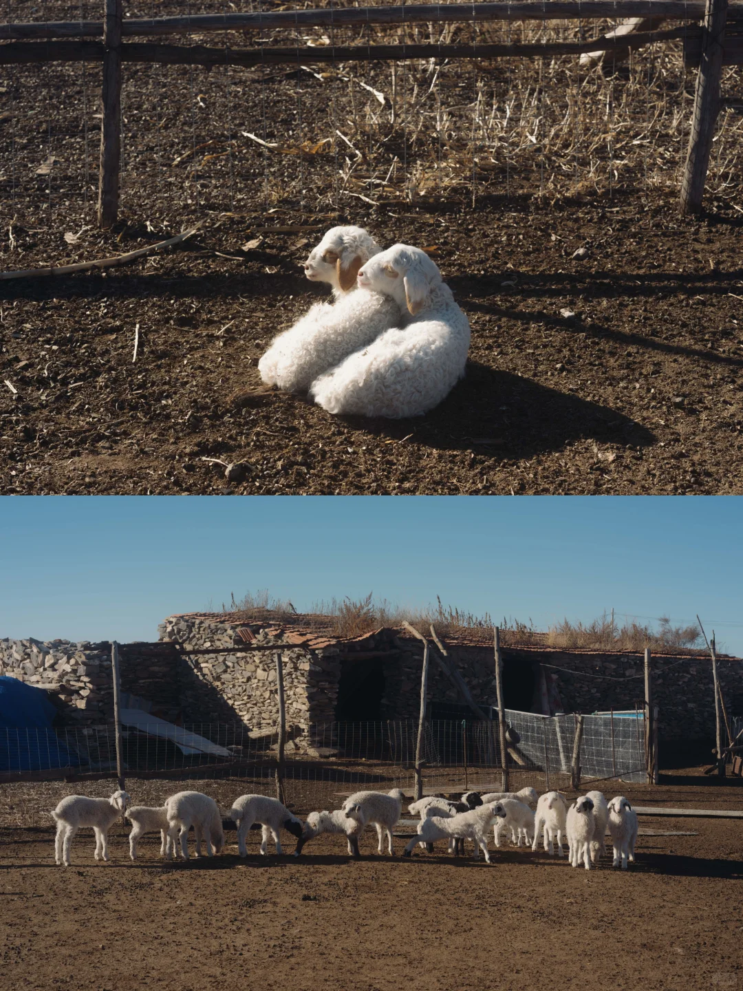 京郊1.5h草原小羊认领,谁能拒绝可爱羊咩咩