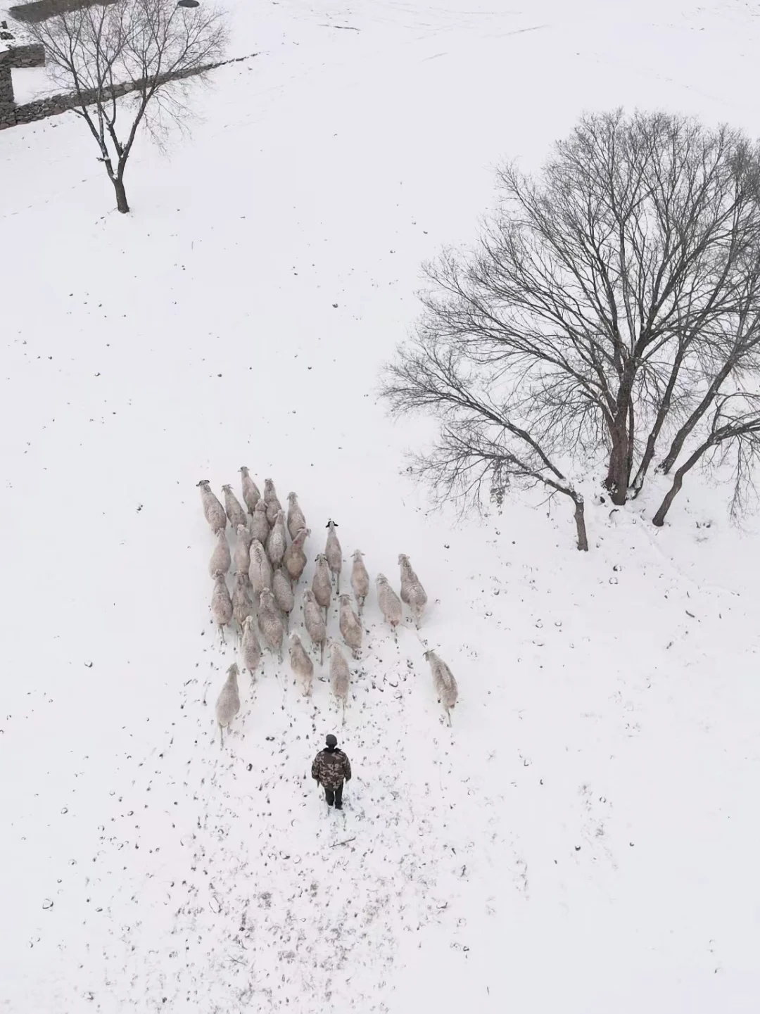 京郊1.5h草原小羊认领,谁能拒绝可爱羊咩咩