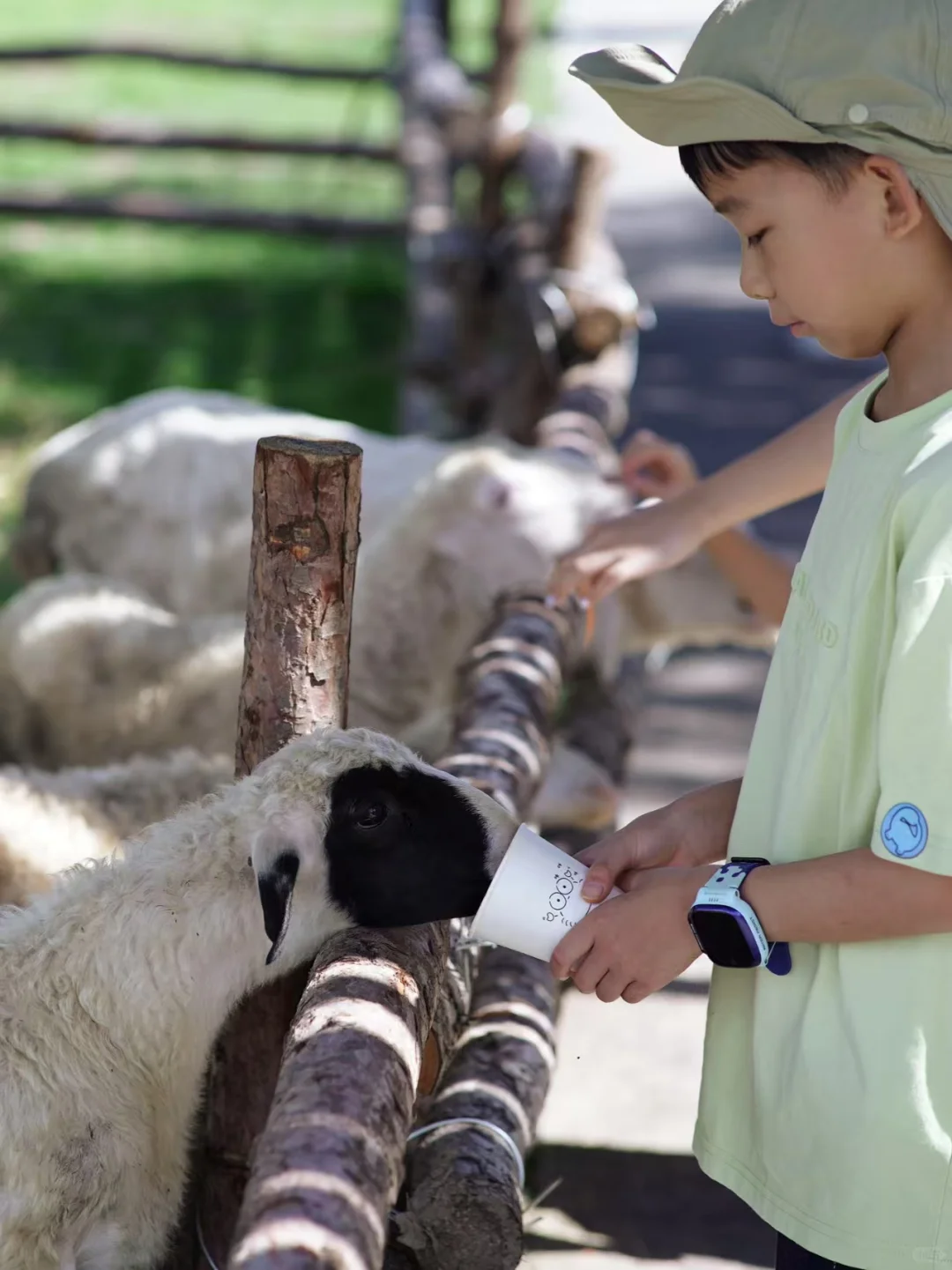 京郊1.5h草原小羊认领,谁能拒绝可爱羊咩咩