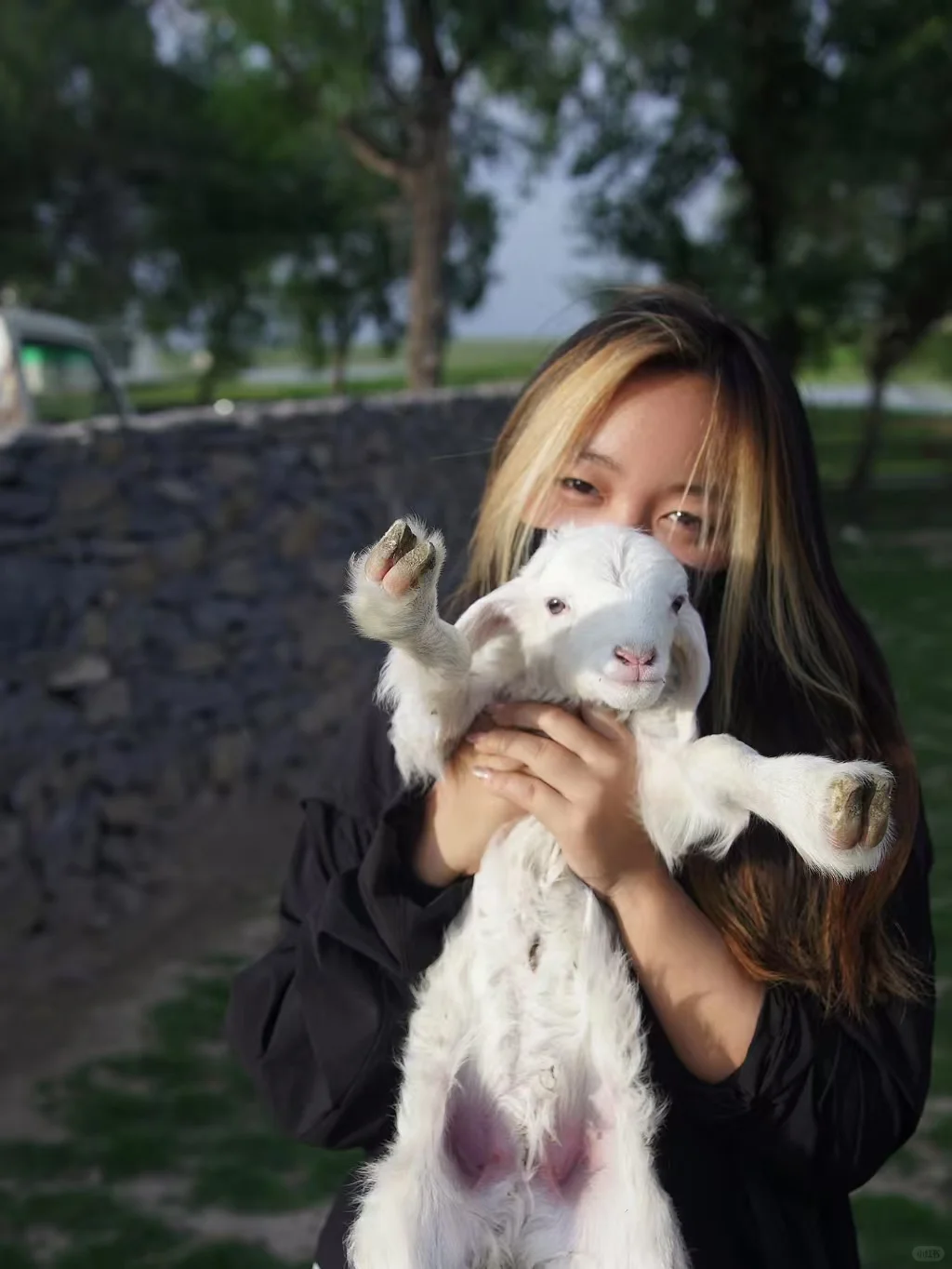 京郊1.5h草原小羊认领,谁能拒绝可爱羊咩咩