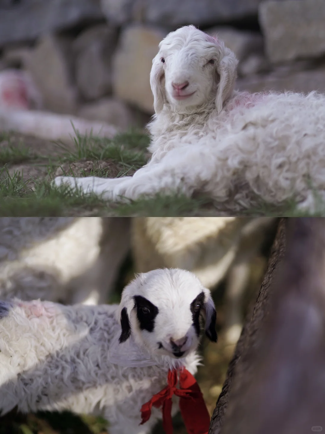 京郊1.5h草原小羊认领,谁能拒绝可爱羊咩咩