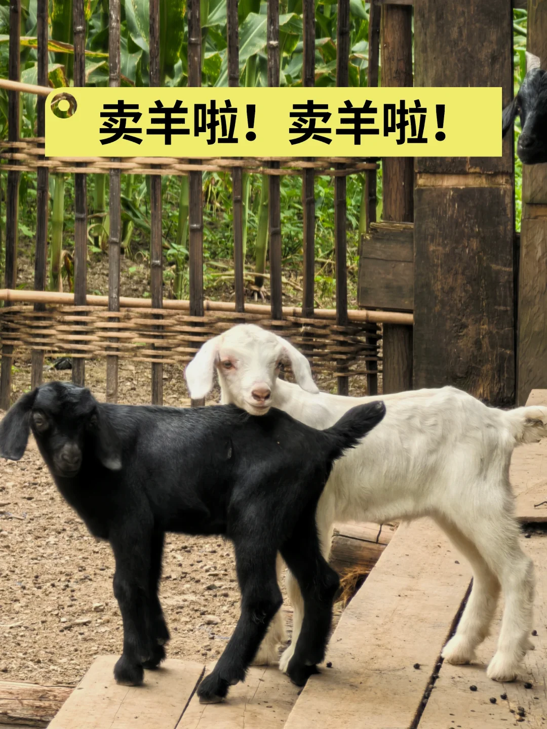 ڰ˫ɵ