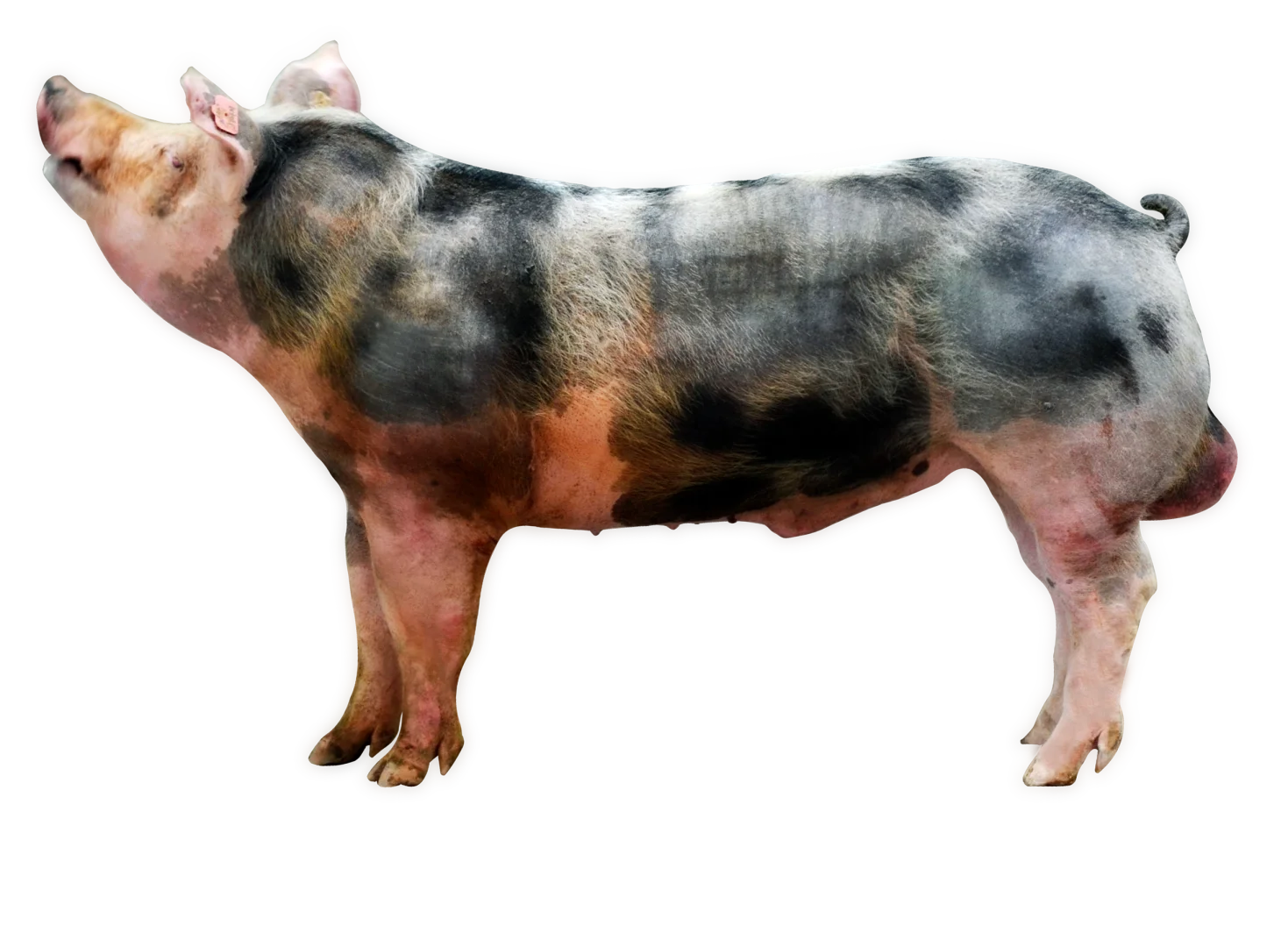 Ƥʻġ