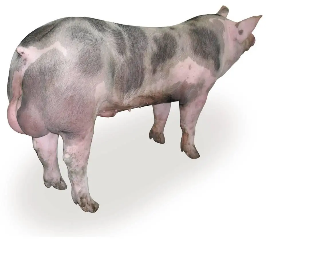 Ƥʻġ