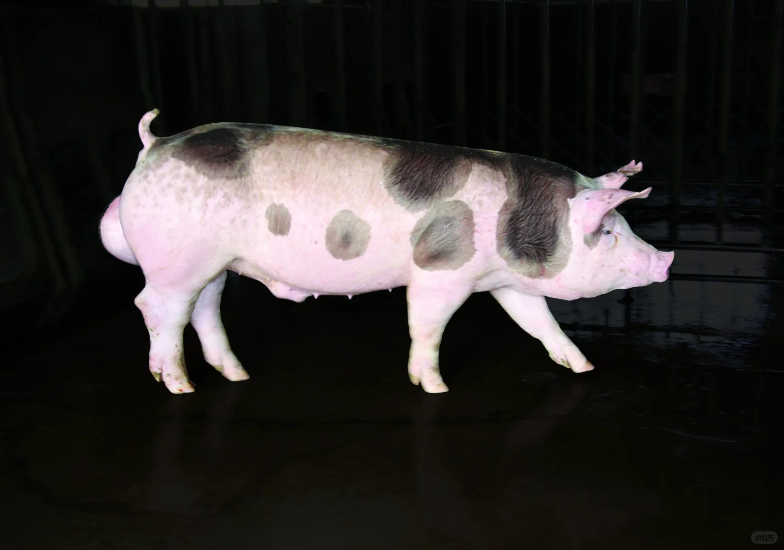 Ƥʻġ