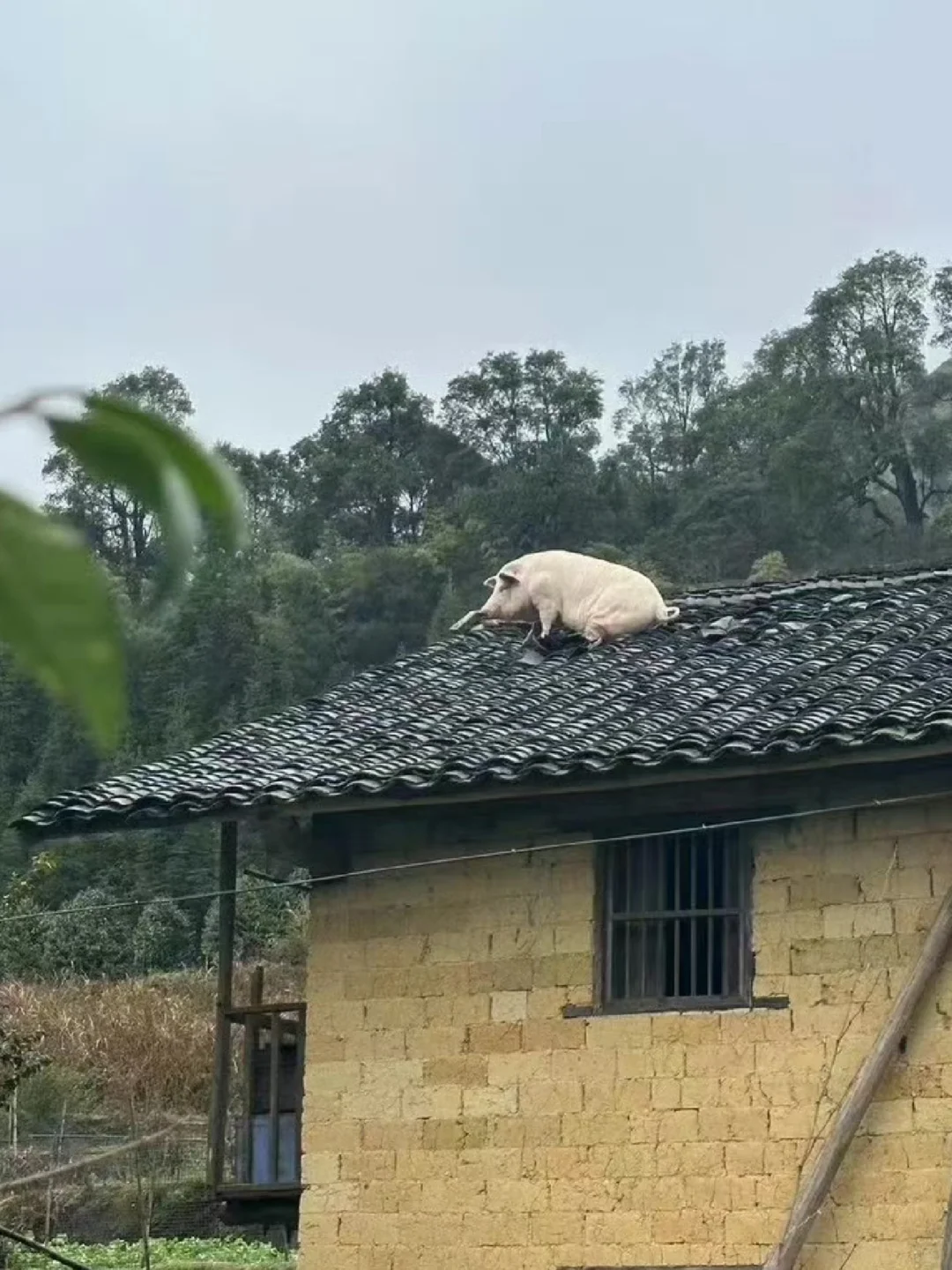 ??¸Ϊũ崴ҵ¹