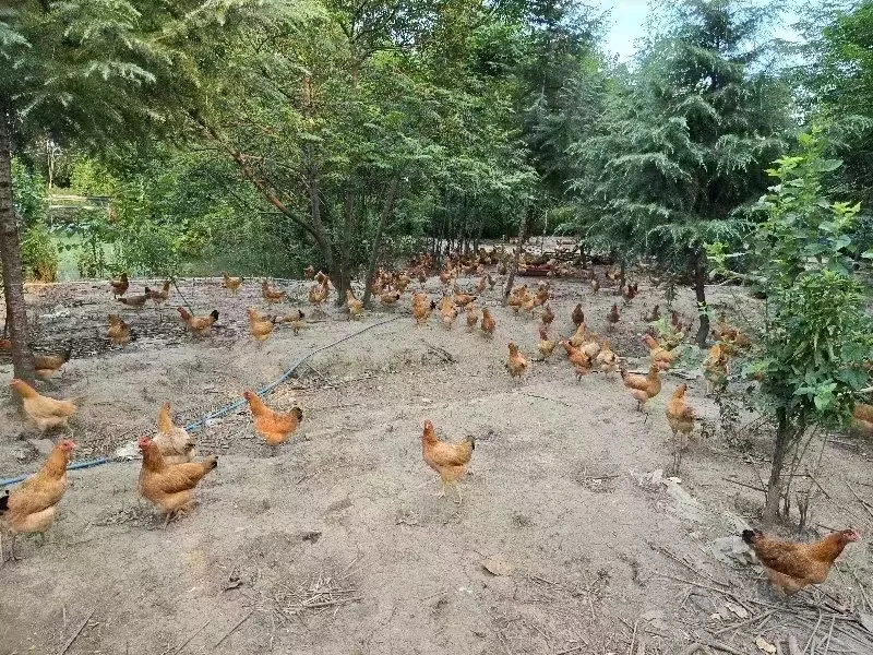 Ǯ