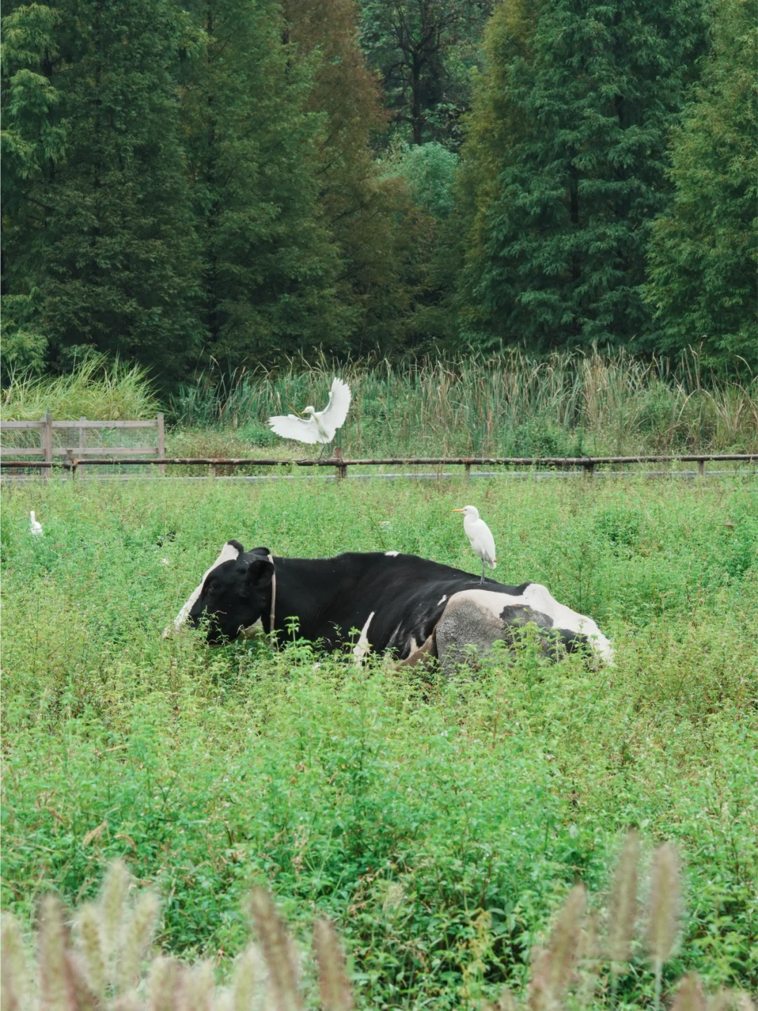 Ȼ