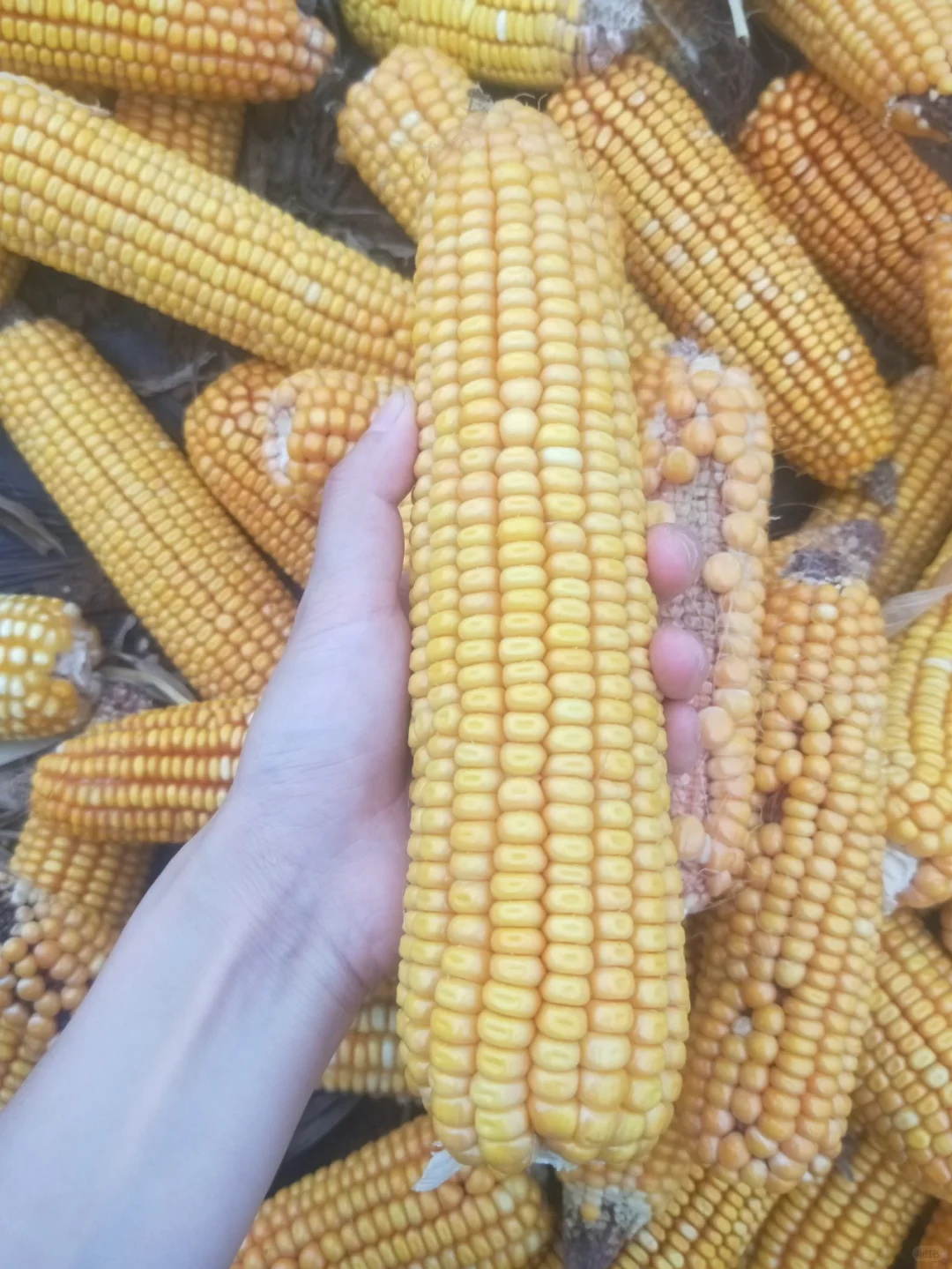 Ե