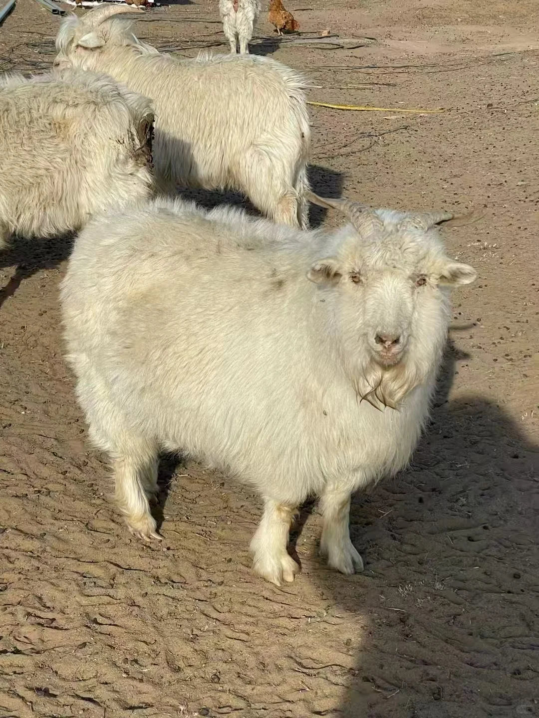 һͷ?