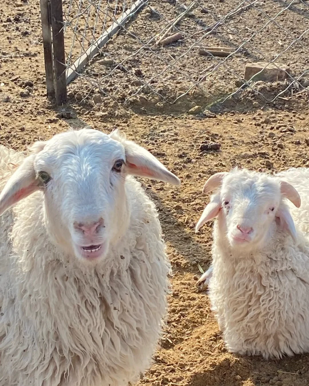 Ȧʱ