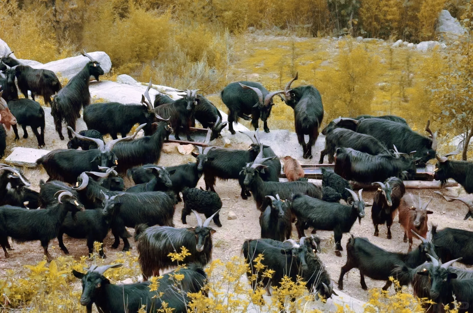 ����Ȼ��ɫ��Ʒ