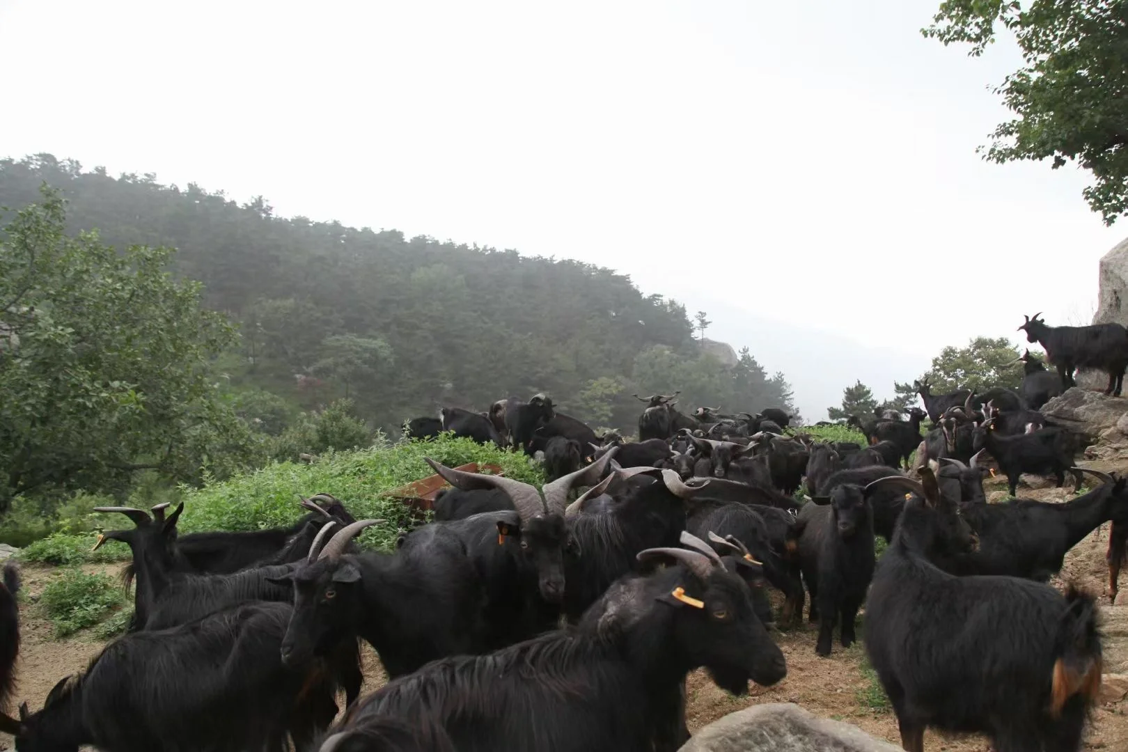 ����Ȼ��ɫ��Ʒ