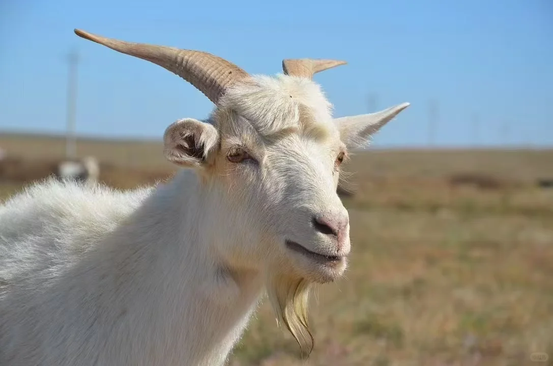 Ȼɢ