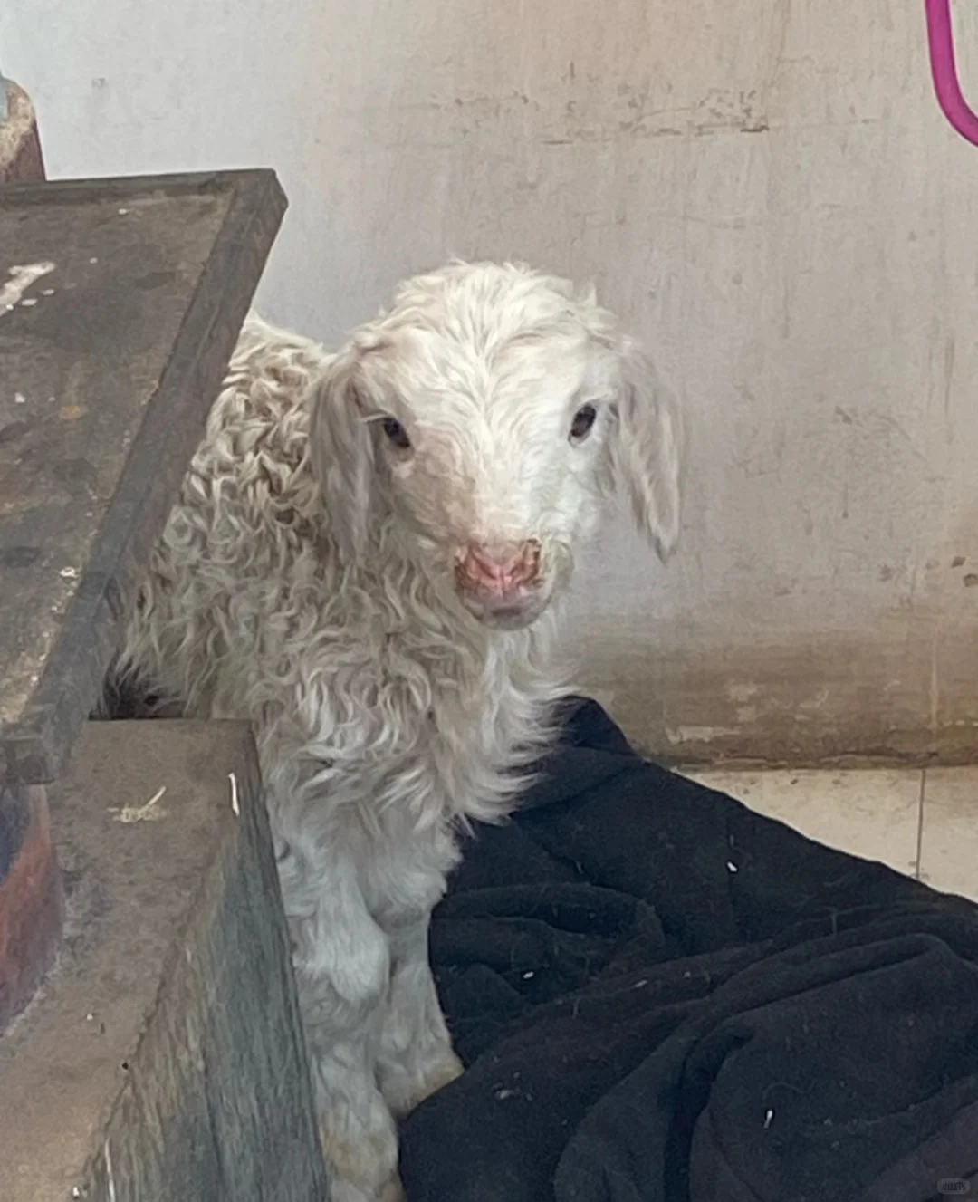 Ȧʱ