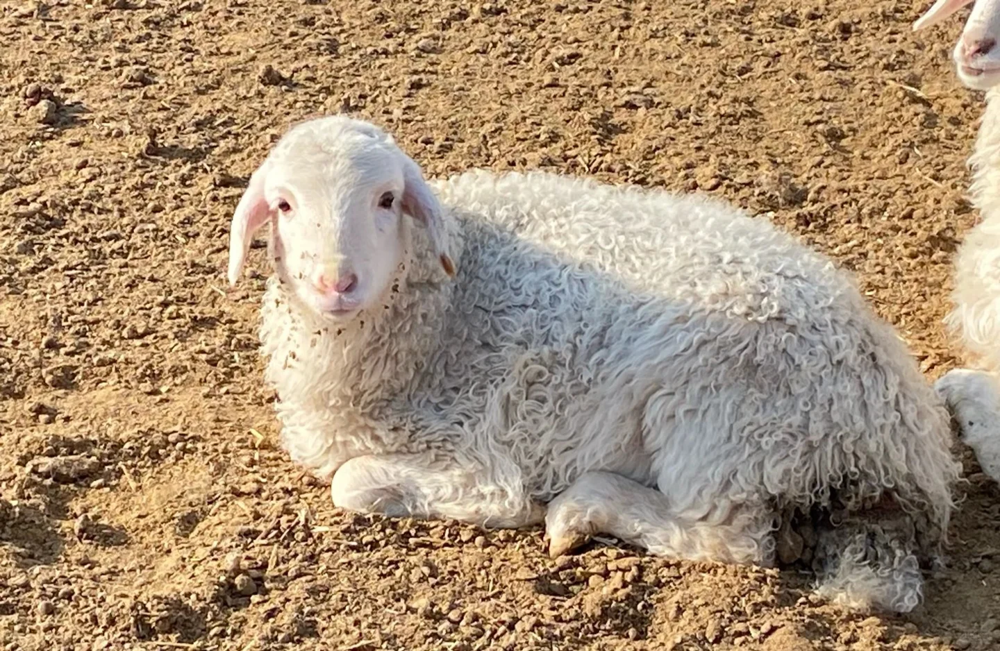 Ȧʱ