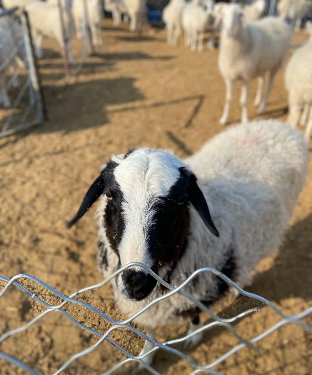 Ȧʱ