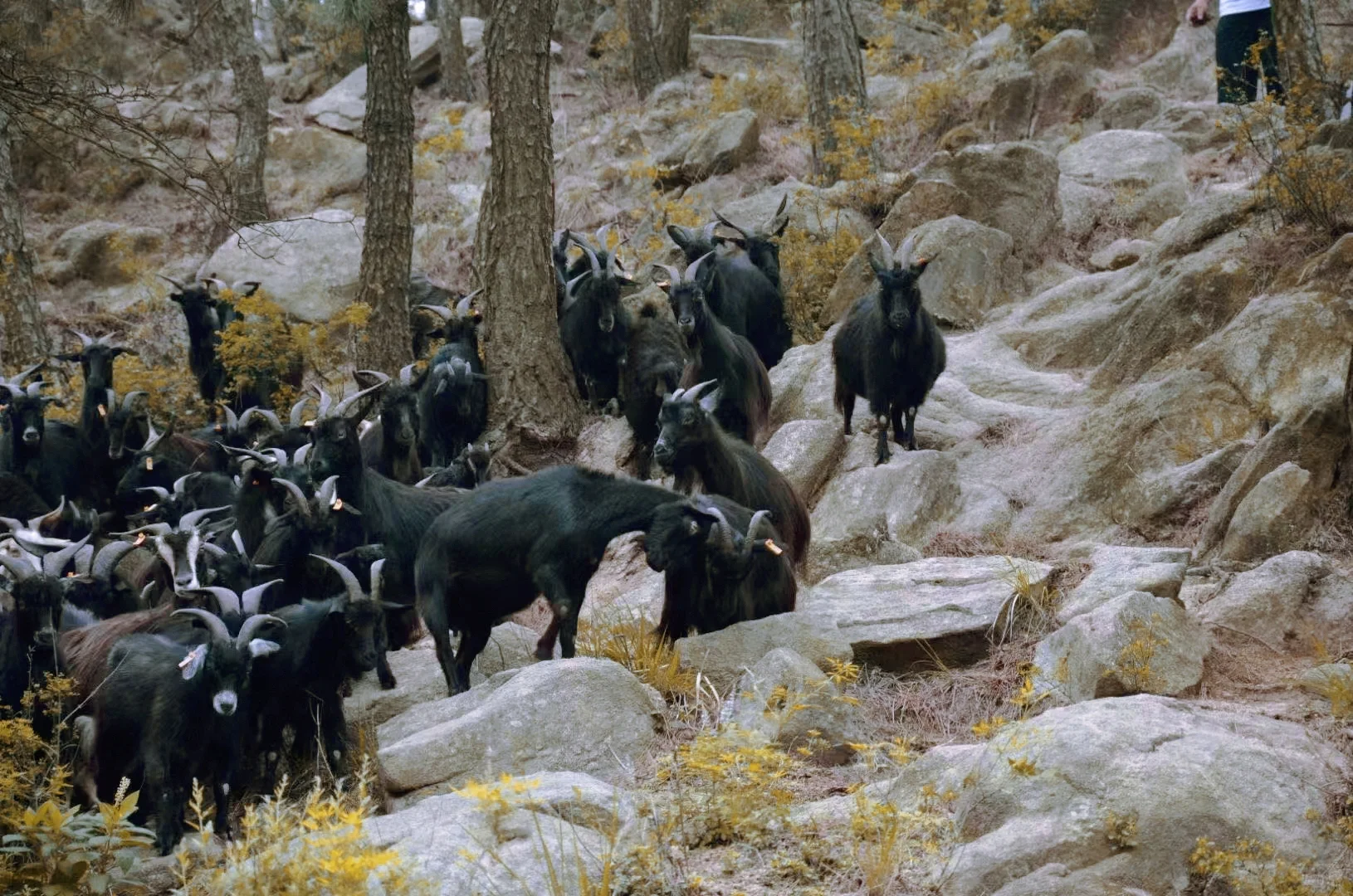 ����Ȼ��ɫ��Ʒ