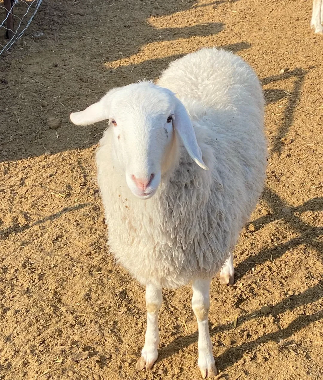 Ȧʱ