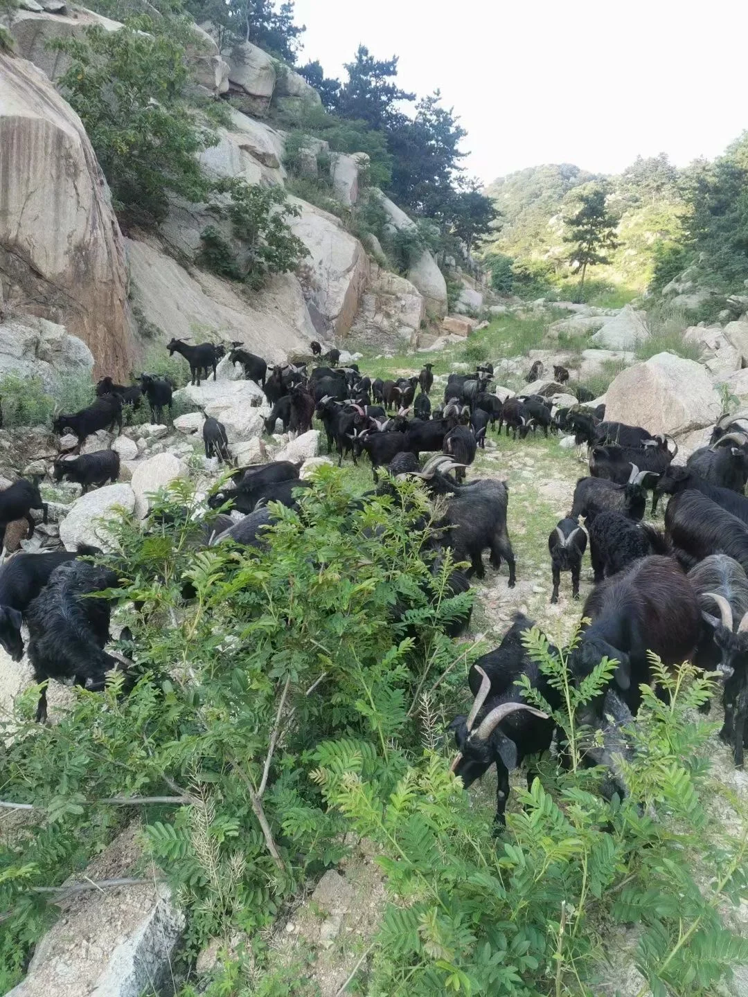 ����Ȼ��ɫ��Ʒ