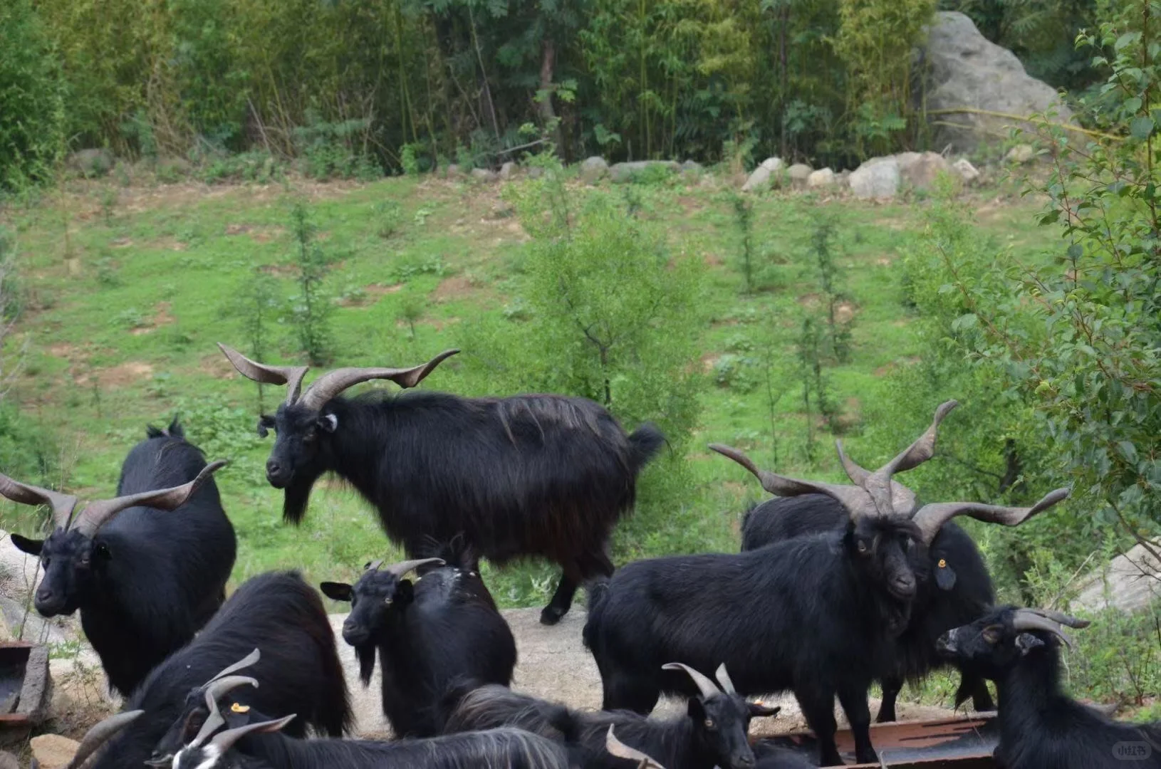 ����Ȼ��ɫ��Ʒ