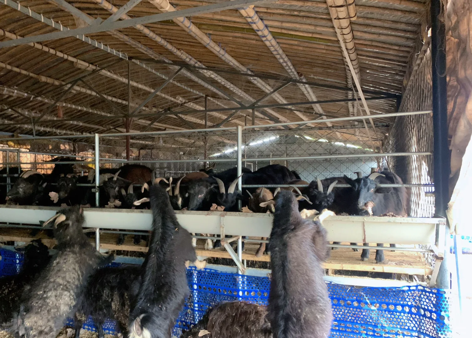 ����Ȼ��ɫ��Ʒ