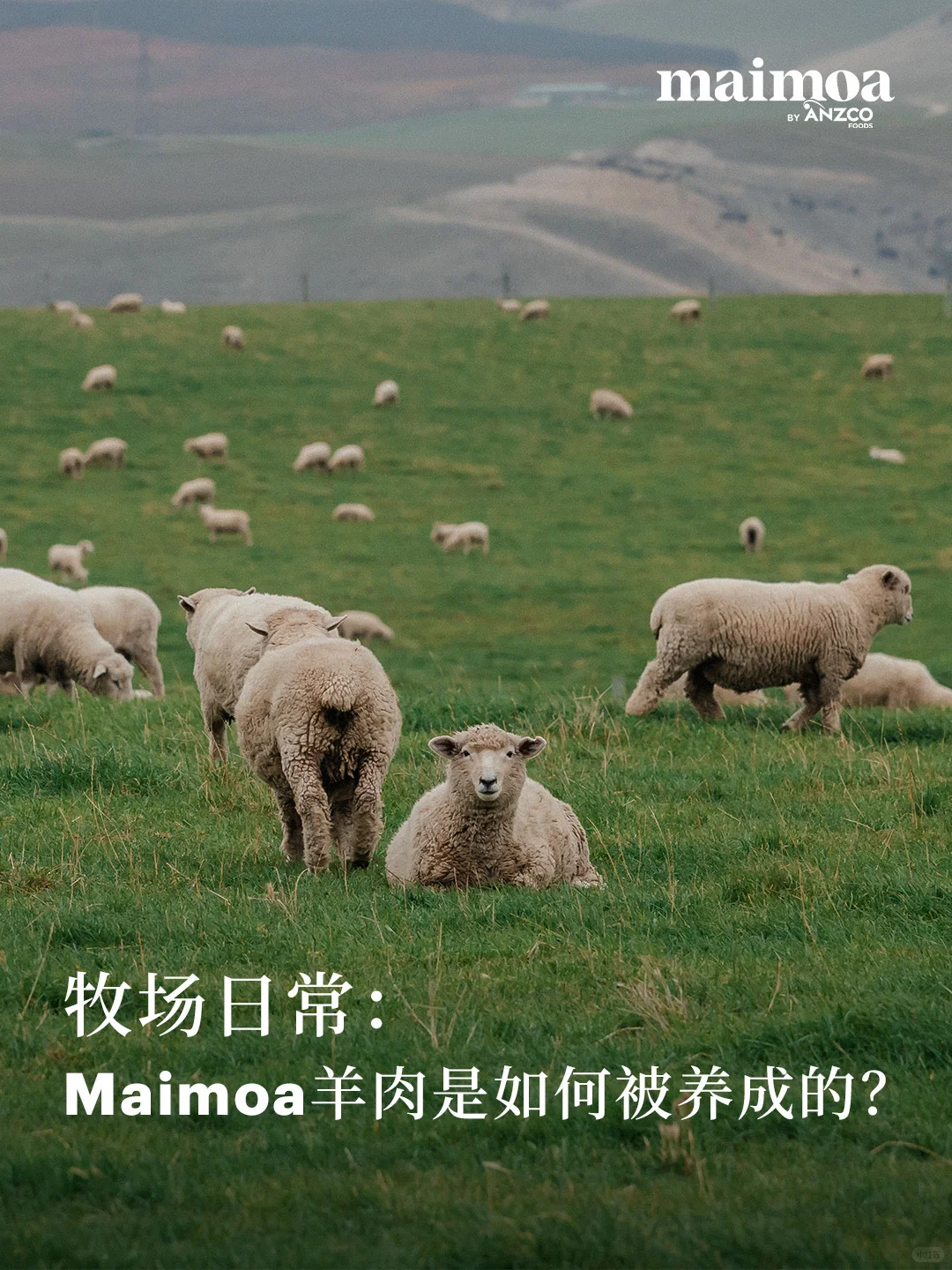 ??ճMaimoaαɵģ