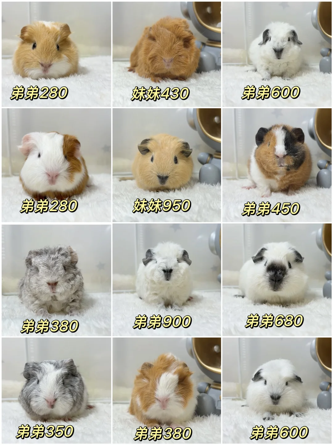 һ��С������Ϯ��??�󻬿���