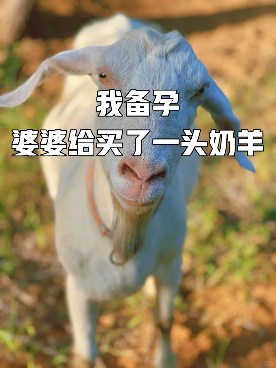 ұУŸһͷ