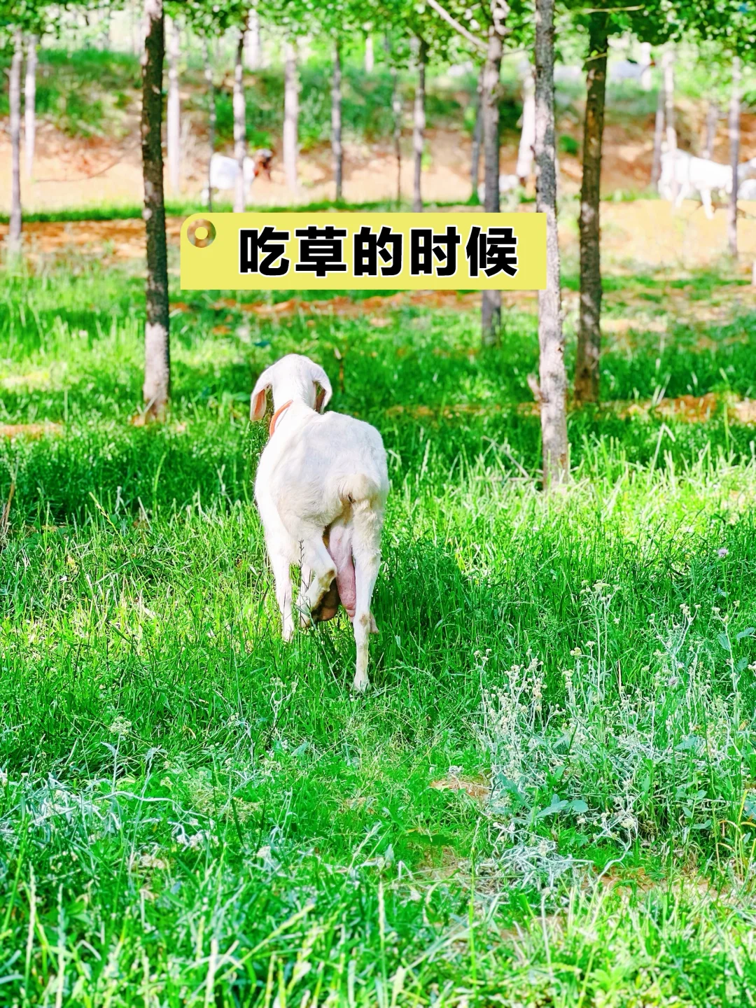 ұУŸһͷ
