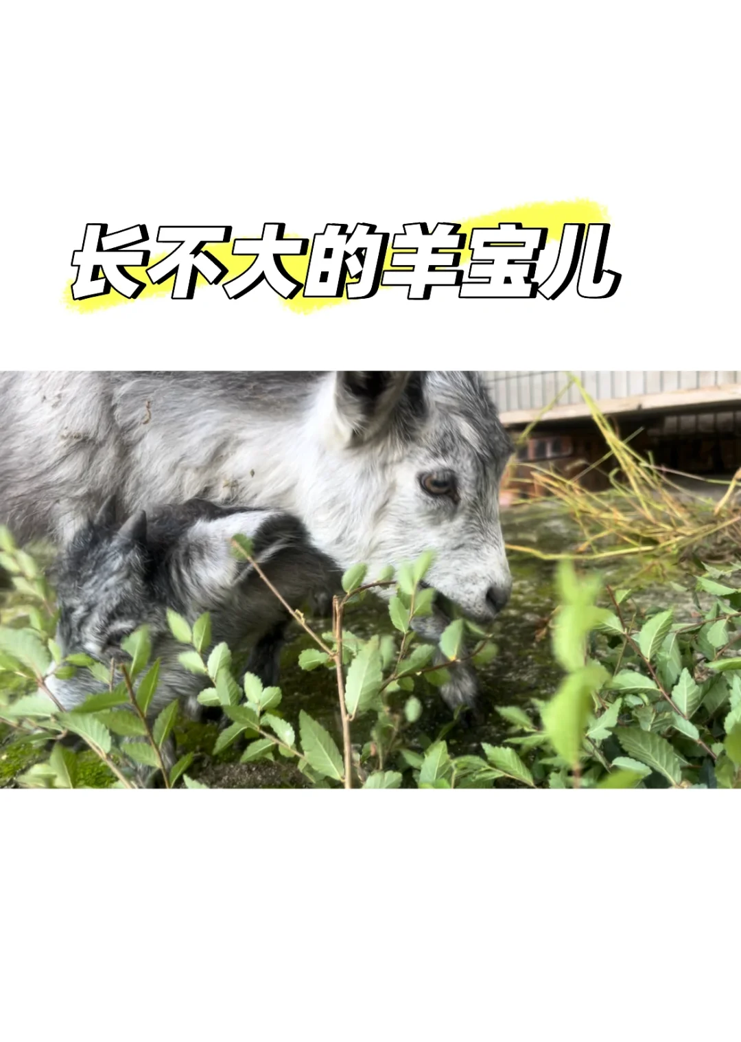 ڵ