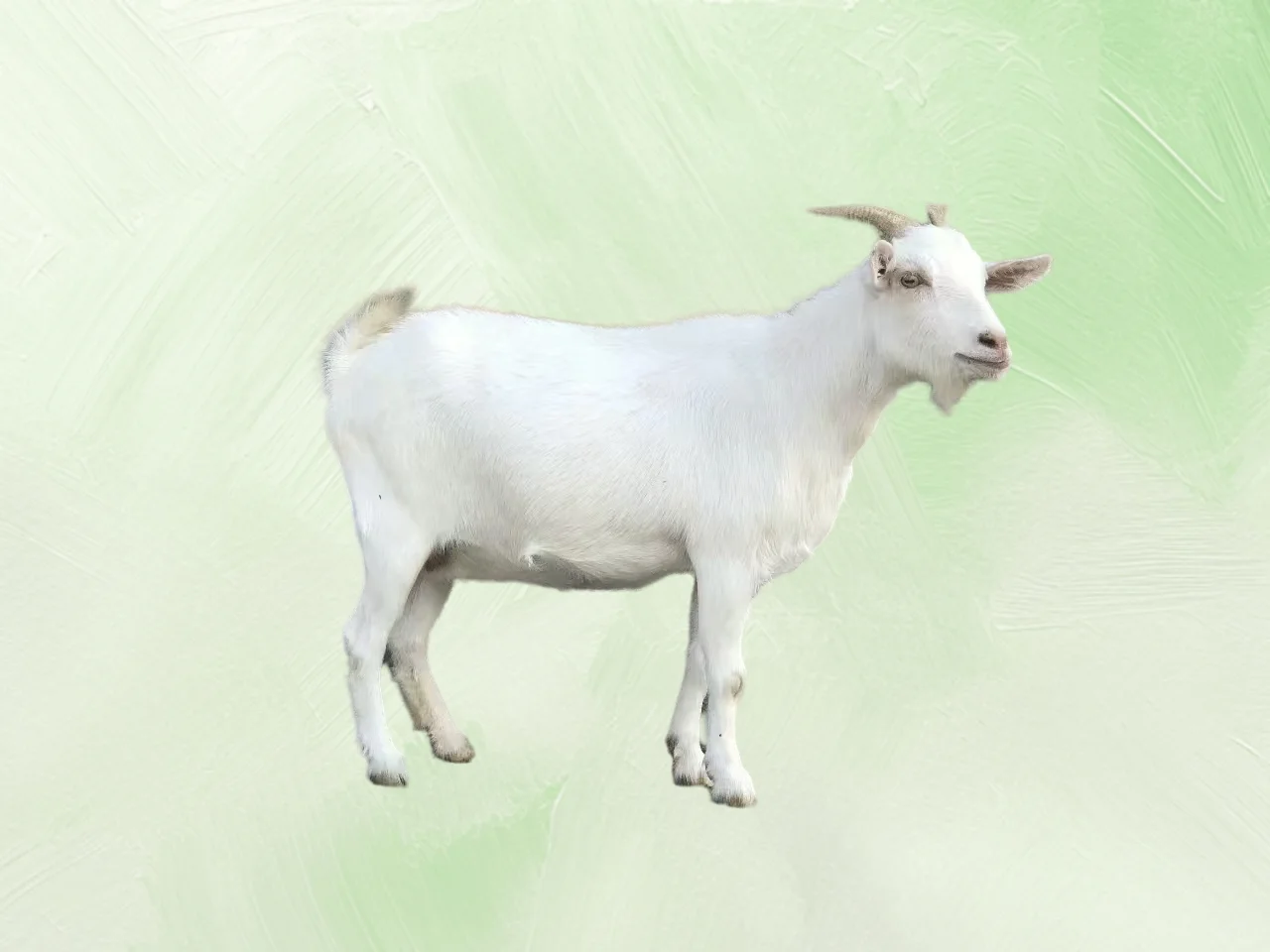 ǺɽפС