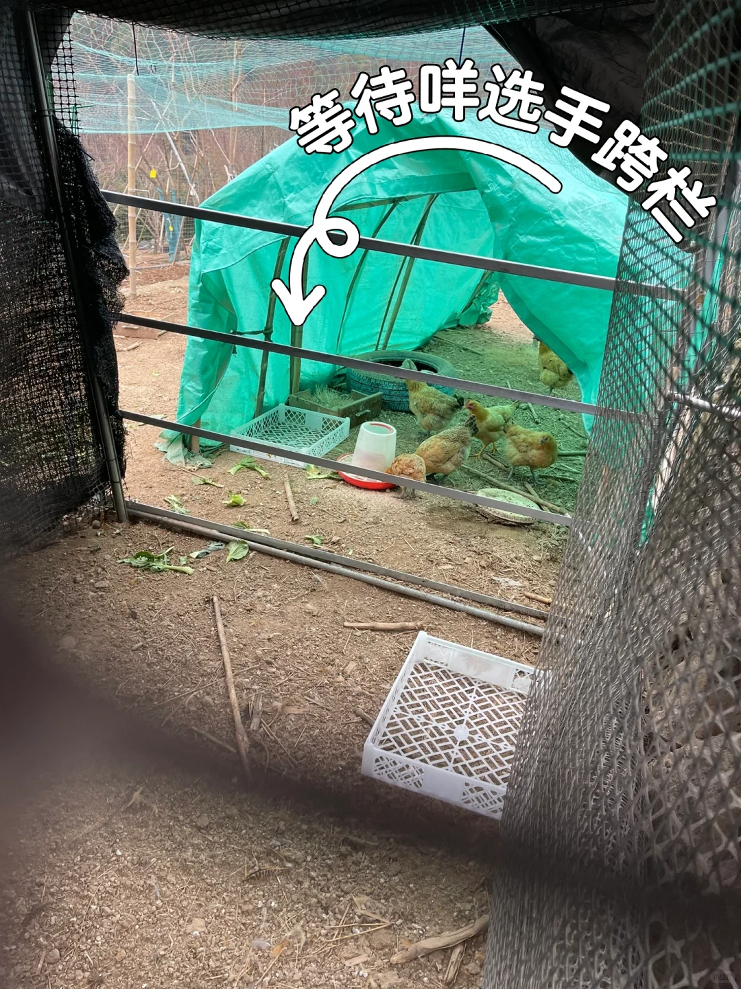 ִ