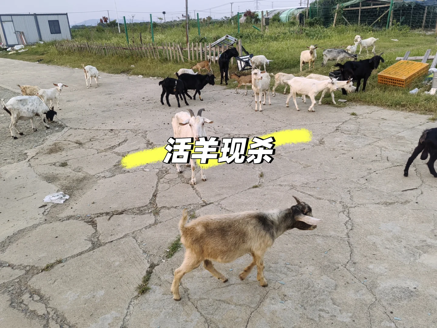 ũ��ɢ��Сɽ�򣬼۸����