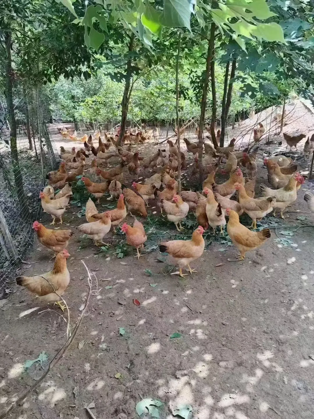 Լǵ9ë