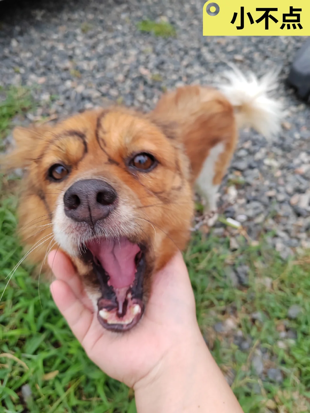 ڵèèĹ