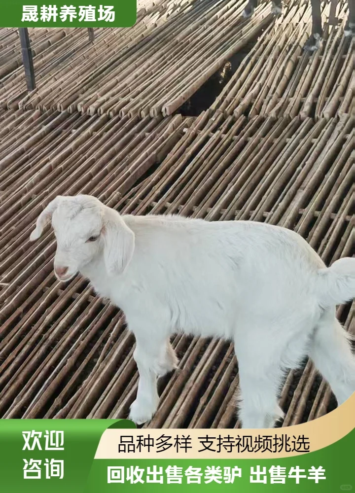 Ϋʲô۸