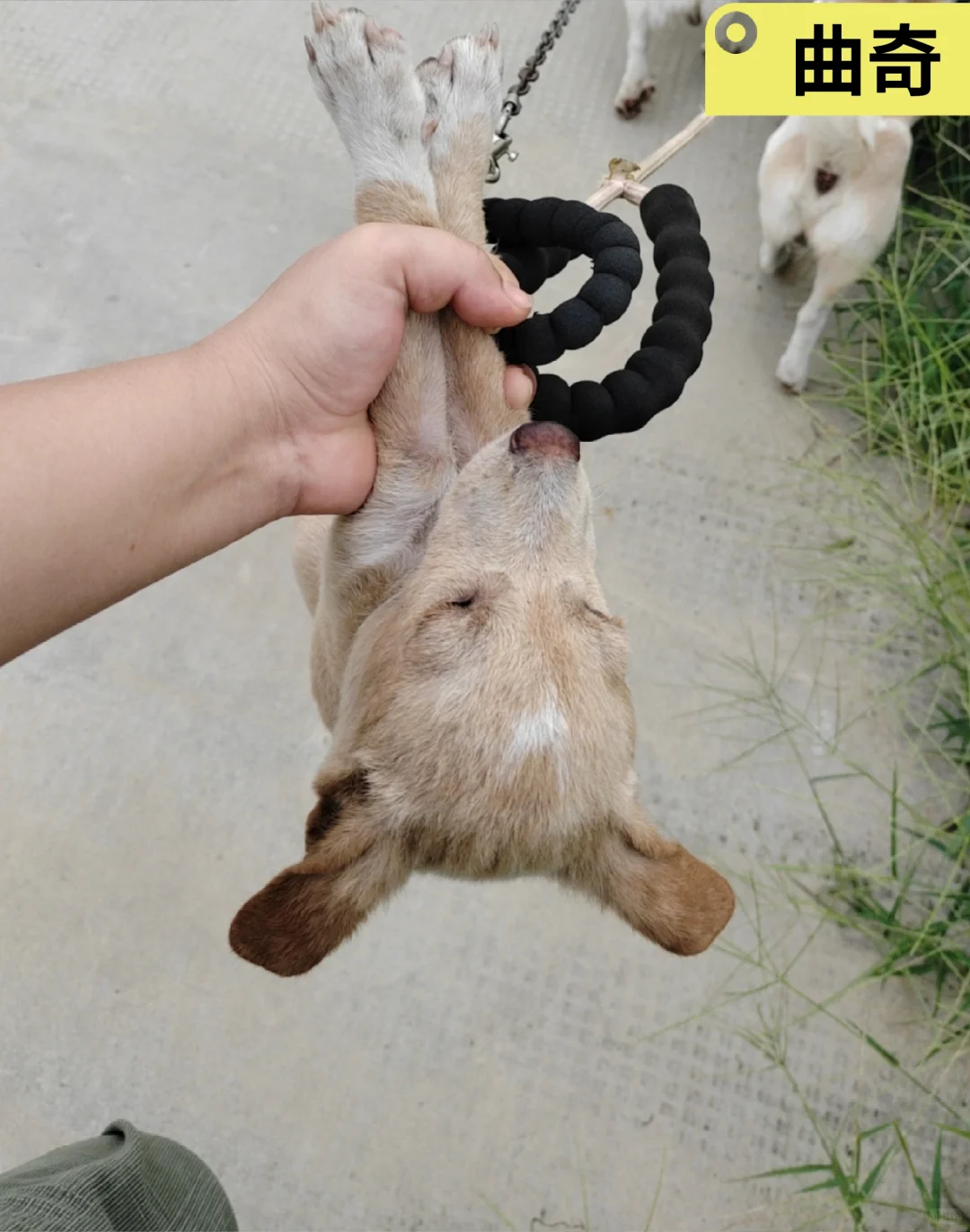 ڵèèĹ