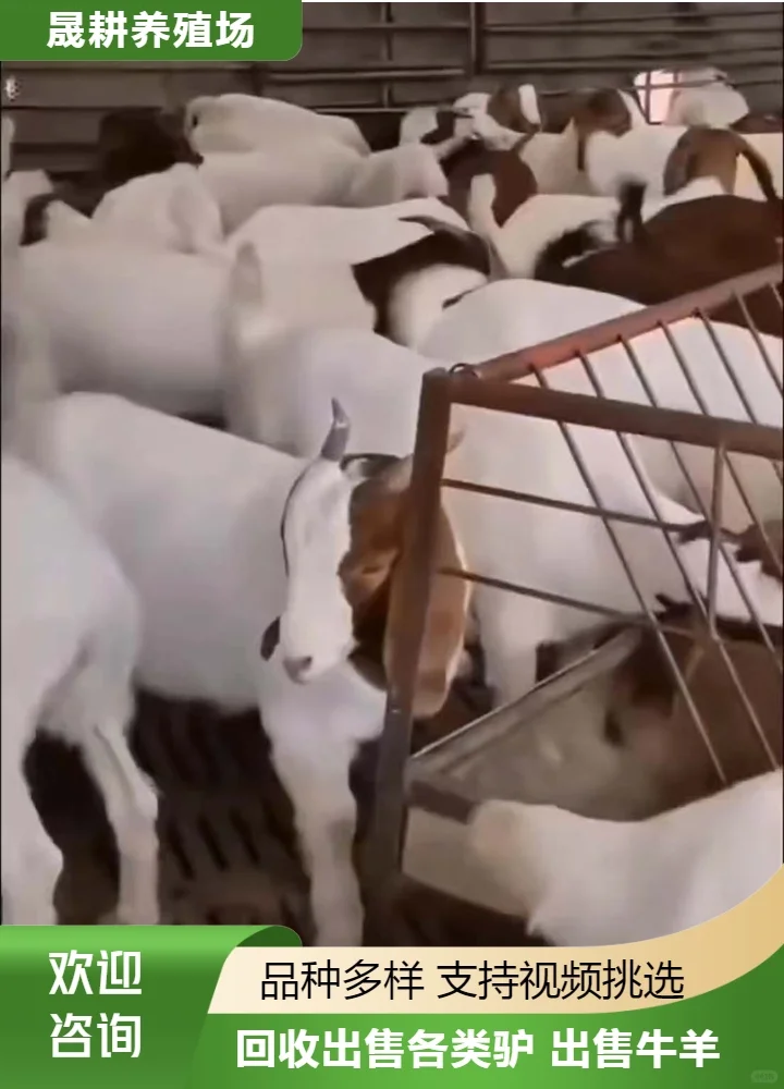 ֹ۸
