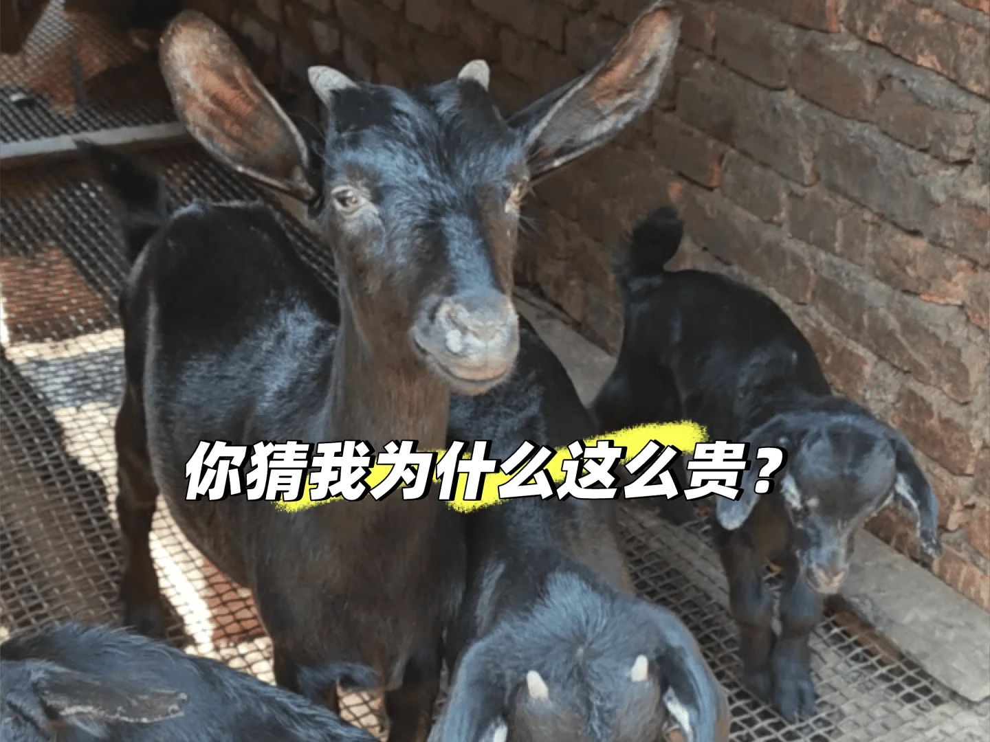 ɽƾʲôô