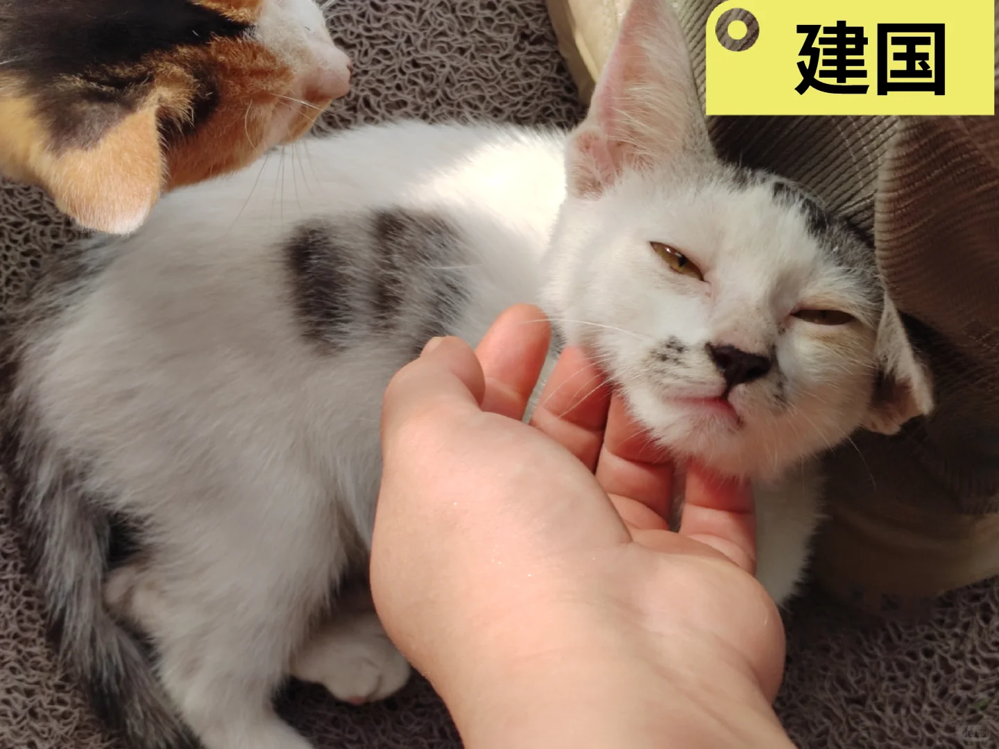 ڵèèĹ