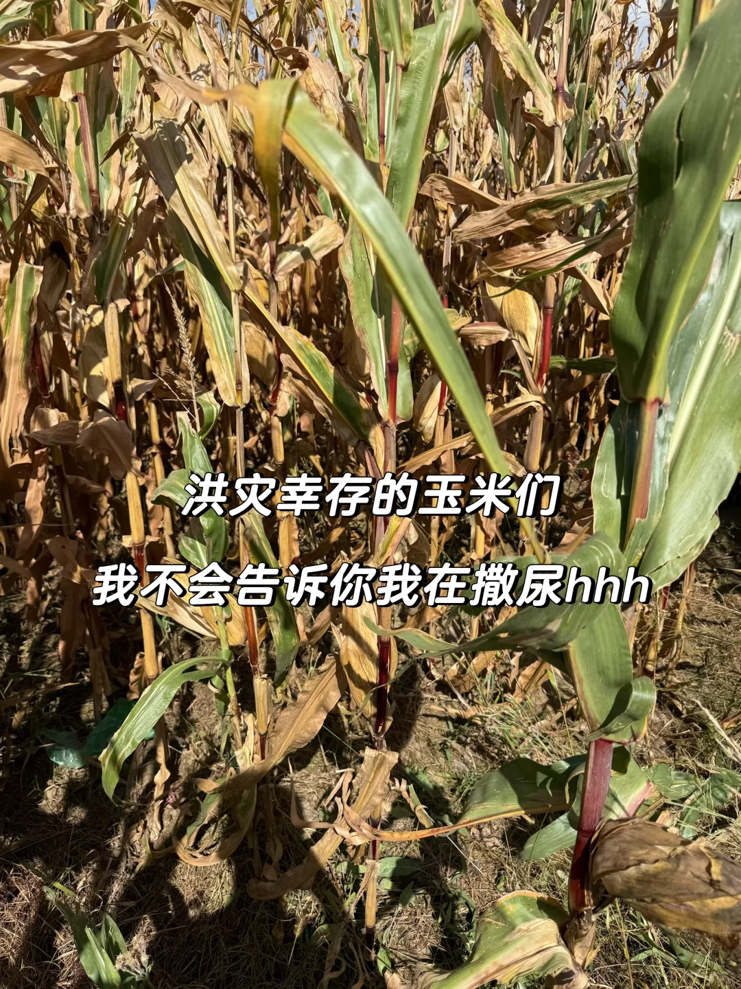 Ҳٱȸ ҲٱѼ̨