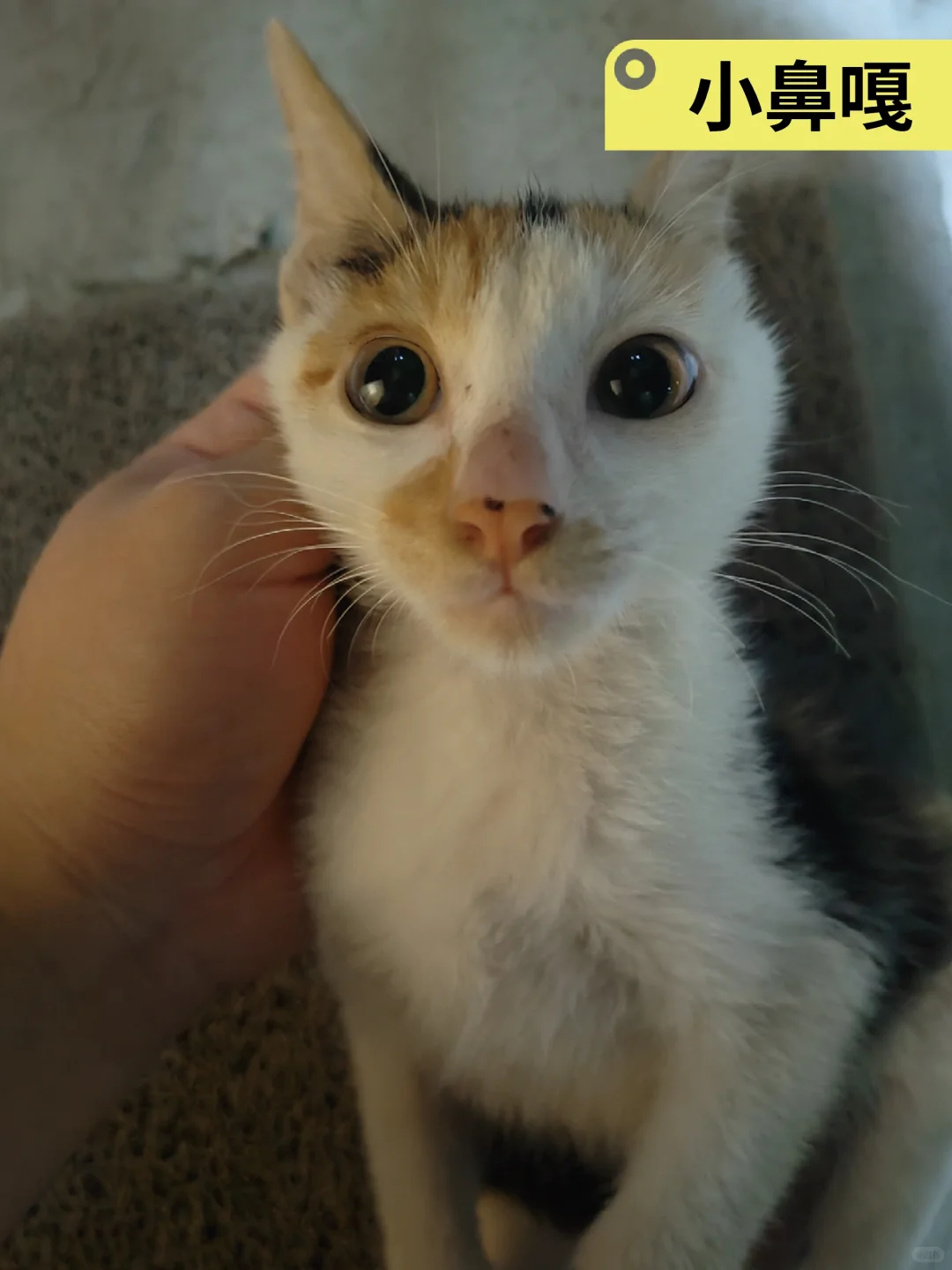 ڵèèĹ