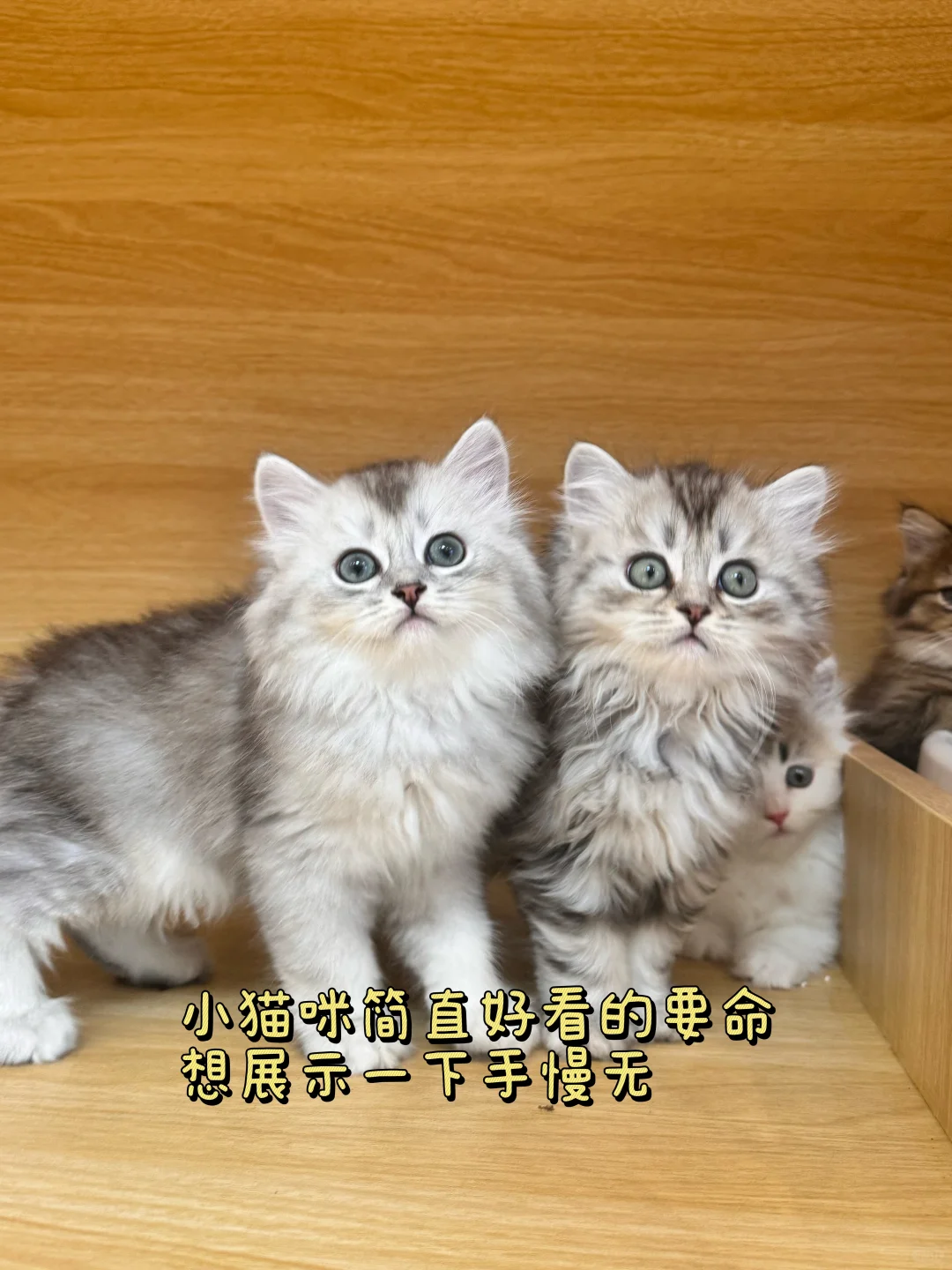 02新人博主|赚3500存2000|我是最厉害的小羊