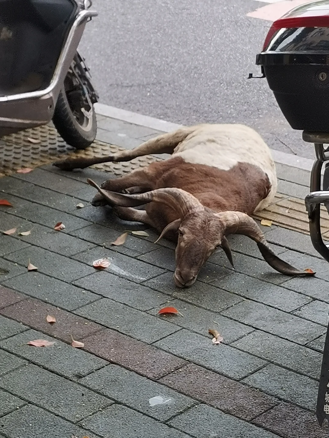 ſڵ