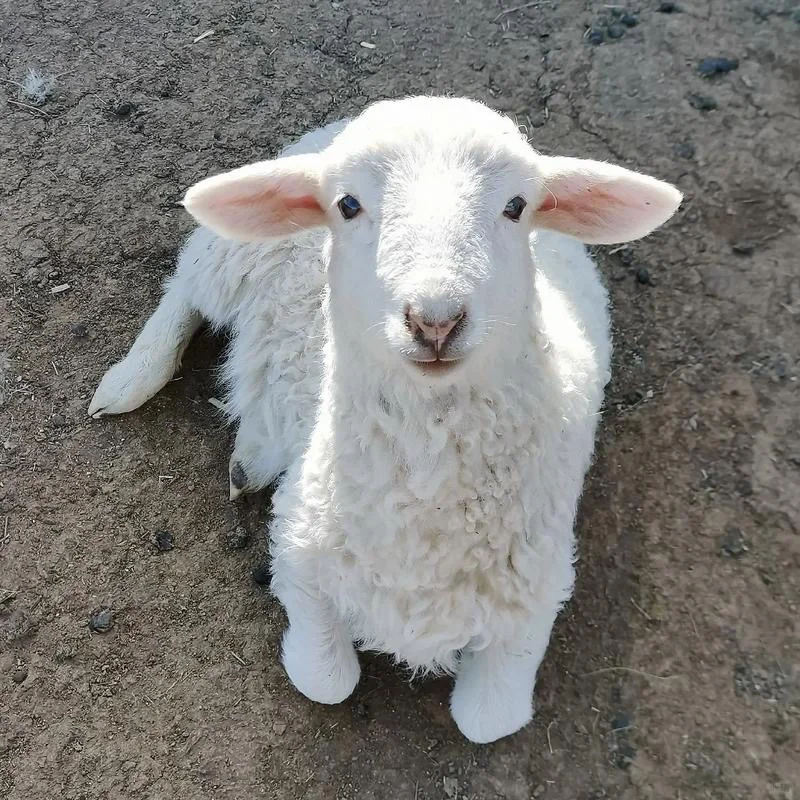 ҷ